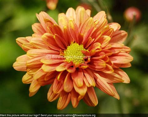Chrysanthemum Orange Yellow Banglore Flower Show Jan 2013