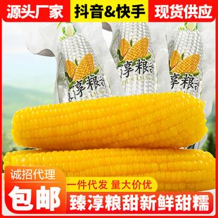 吉林鲜食玉米品牌logo征集稿|平面|品牌|badleonb7 - 原创作品 - 站酷 (ZCOOL)