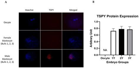 Testis-Specific Protein Y-Encoded (TSPY) Is Required for Male Early ...