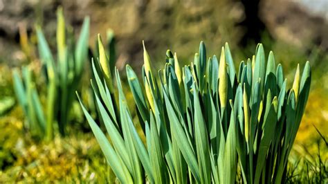 Image result for Spring Ball Background