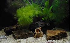 Printable Fish Tank Background by 21 Aquarium Wallpapers Fish Backgrounds Images Pictures Printable Fish Tank Background