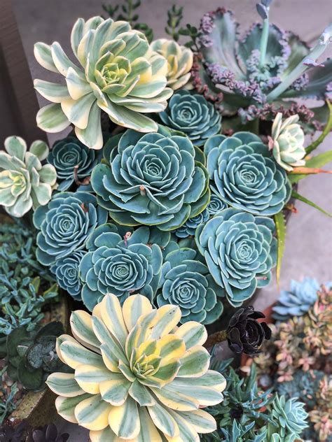 Echeveria Imbricata Succulent Care Tips | Lemons + Anchovies