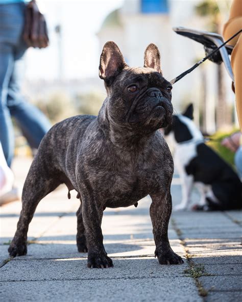 What Do You Need To Know About The French Bulldog Lifespan? - French ...