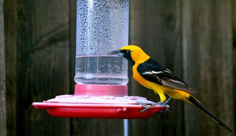 What's this pretty yellow bird with black wings, breast, and tail ...