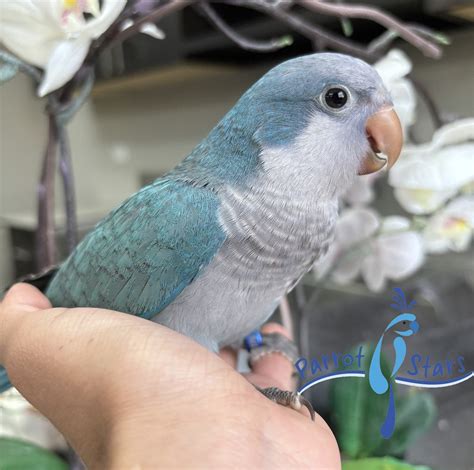 Quaker Parrot, Monk Parakeet For Sale