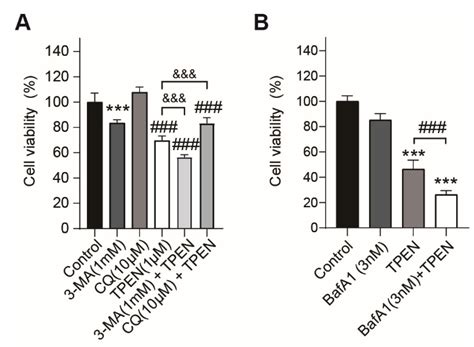 Zinc Deficiency Induces Autophagy in HT-22 Mouse Hippocampal Neuronal ...