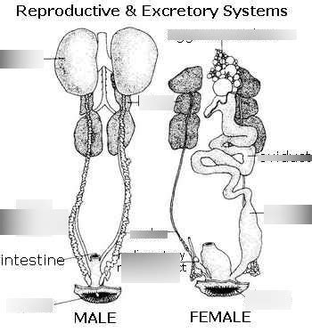 Image result for Male Bird Reproductive System