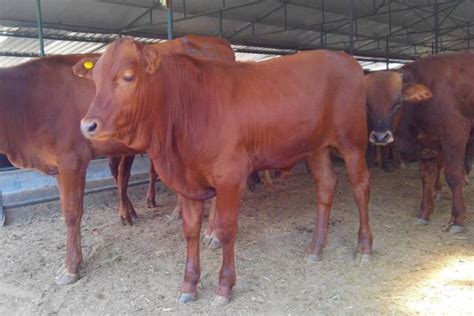 肉牛的品种都有哪些，如何养牛才能赚钱 - 农敢网