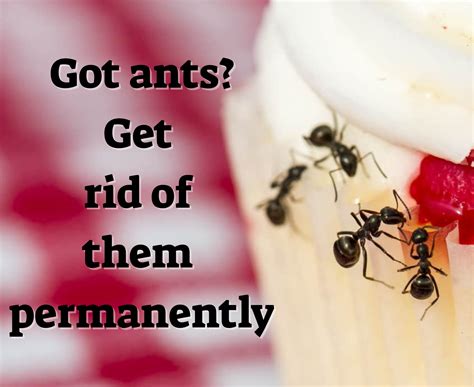 What keeps ants away permanently?