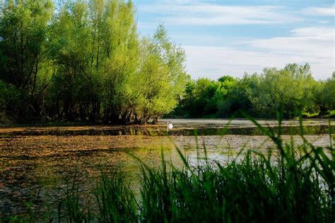 Swamp 的图像结果