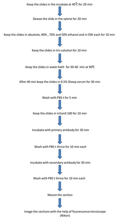 SOPs - Interdisciplinary Brain research Centre | AMU
