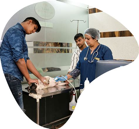 Pet Ultrasound in Rohini Delhi | Cat & Dog Ultrasound Lab Near Me ...
