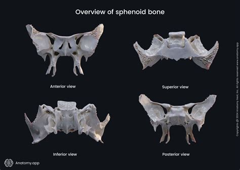 Sphenoid Bone Inferior View Inferior View Of Skull Foramina And