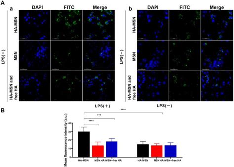 Hyaluronic Acid-Functionalized Mesoporous Silica Nanoparticles Loading ...
