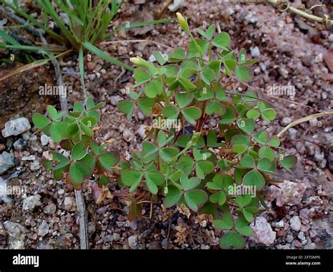 Creeping Woodsorrel (Oxalis corniculata) Plantae Stock Photo - Alamy