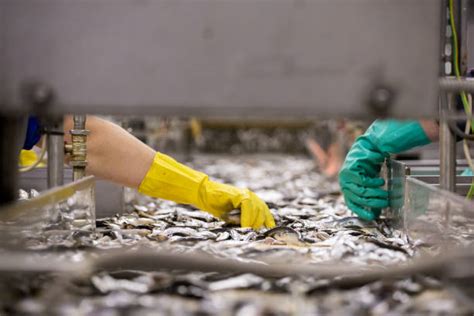 Image result for Fish Factory Tour