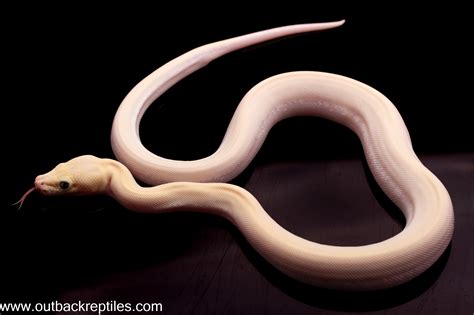 Ivory Burmese Python 的图像结果