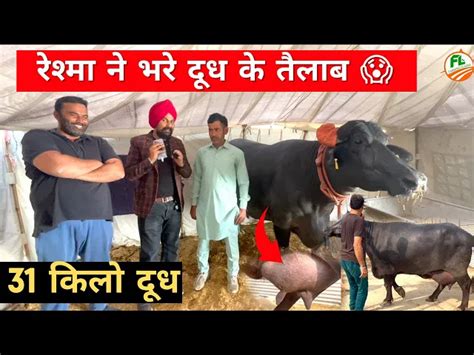 31 किलो दूध एक दिन का निकाल बनी वर्ल्ड चैंपियन Reshma Buffalo became ...