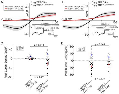 Effects of TRPC1’s Lysines on Heteromeric TRPC5-TRPC1 Channel Function