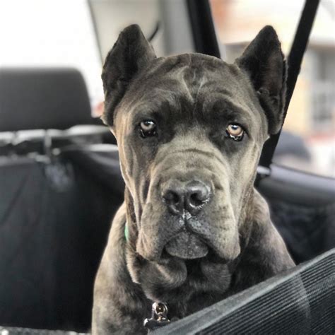 Cane Corso Pitbull Mix: Puppies, Black, Blue Nose & More!