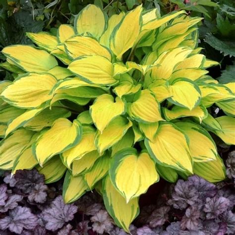 Island Breeze Hosta - TriStar Plants - 1 Quart Pot, India | Ubuy