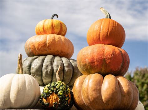 Pumpkin Species Identifier