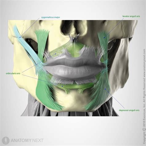 Levator anguli oris | Facial anatomy, Muscle anatomy, Human body anatomy