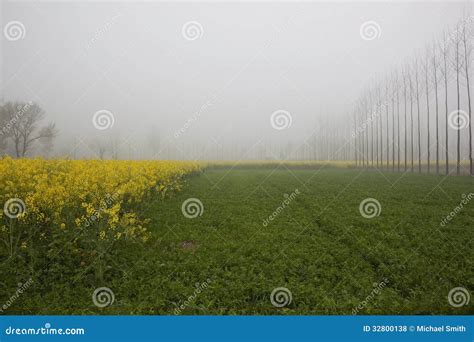 Punjabi agriculture stock photo. Image of arable, cultivation - 32800138