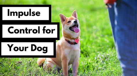 Impulse Control Exercises for Dogs 的图像结果