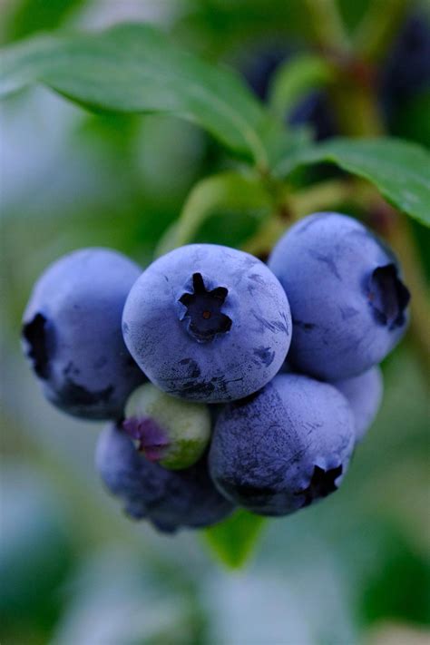 Legacy Blueberry Bush for Sale - Buying & Growing Guide - Trees.com