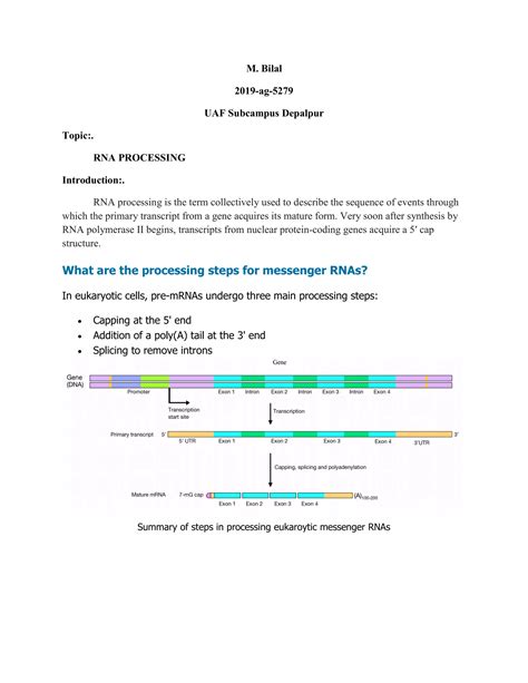RNA Processing Steps 的图像结果