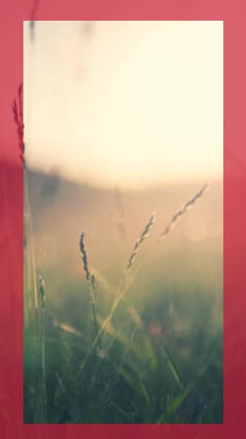 Image result for Cliprreact Flutter