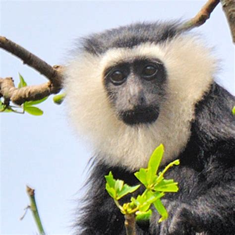 Freiwilligenarbeit in Ghana | Hilfsprojekte & Erfahrungen