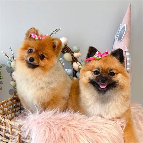 Online booking - Pawsitive Pet Grooming