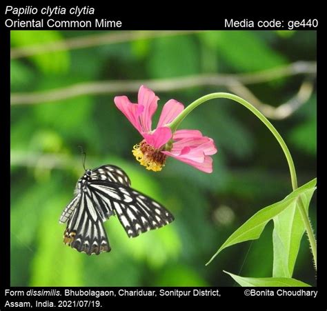 Papilio clytia | Butterfly