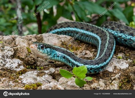 Blue Garter Snake
