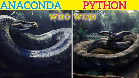 Image result for Rock Python vs Anaconda