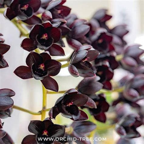 Buy Catasetum Orchids Online | Orchid-tree.com – Orchid-Tree
