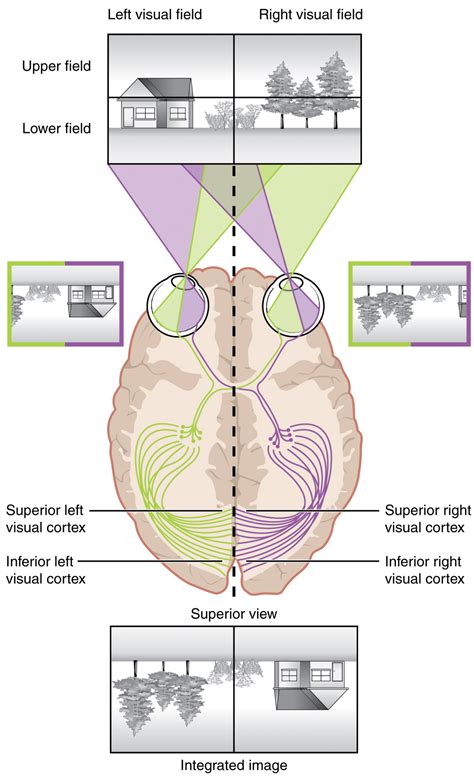 Image result for Visual Processing