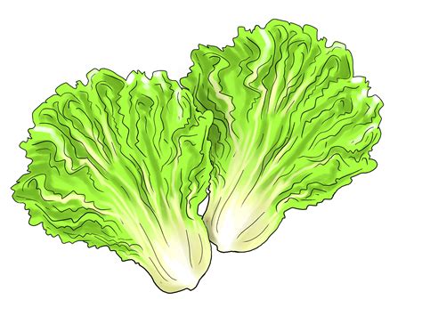 Lettuce clipart free clipart images 2 – Clipartix