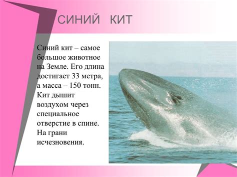 Кит - подробное описание животного, где обитает, чем питается