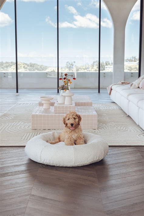 20 Best High End Dog Beds: Good Looking Finds on All Budgets