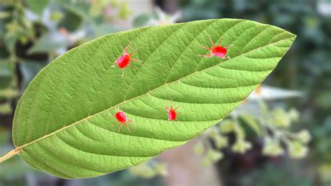 7 Small Red Spiders In House In 2024 (ID With Photo)