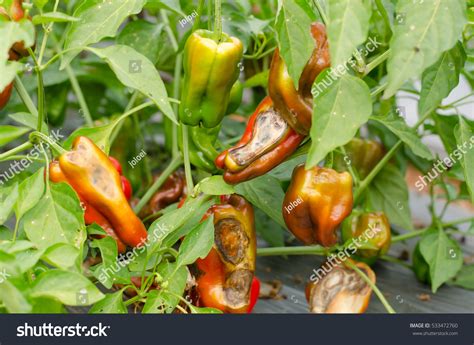 Image result for Pythium Root Rot Signs