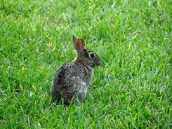 Image result for Raising Rabbits Florida
