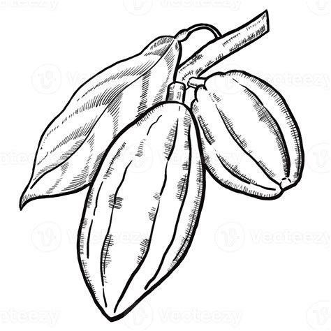 Cacao Plants Us Texas