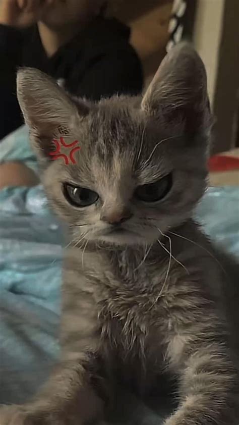 Image result for Scared Cat PFP