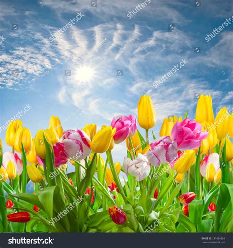 Spring 的图像结果