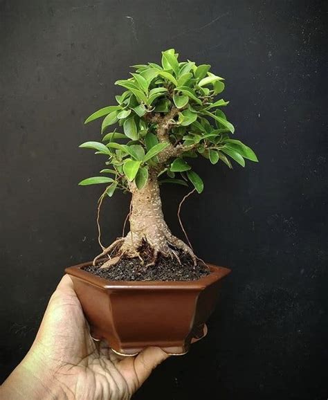 BeGrin Lucky Banyan Live Plant Bonsai Marri Baniyana baragad Paniyan ...