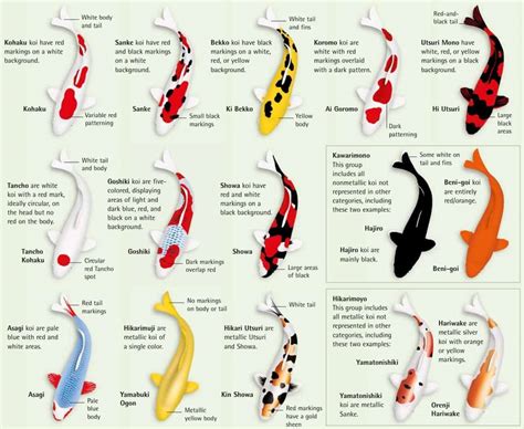 types of koi fish Various types of koi fish and their color pattern ...